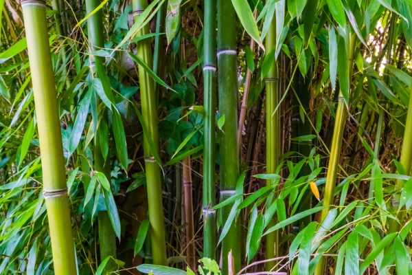Bamboo Trimming in Queen Creek