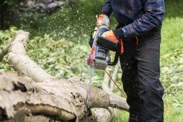 Branch Removal Service in Queen Creek
