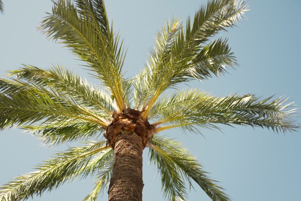 Palm Tree Pruning in Queen Creek