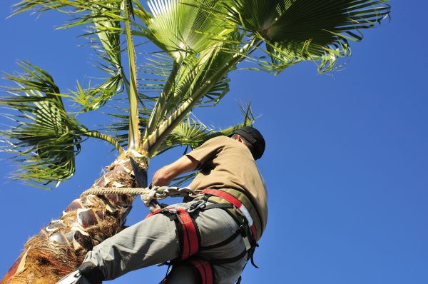 Palm Tree Trimming in Queen Creek