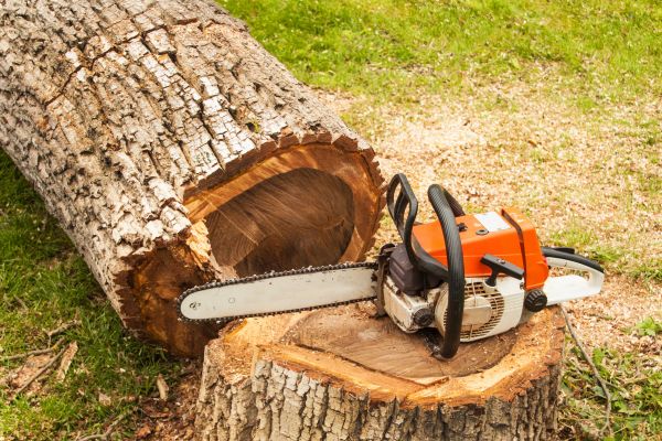 Tree Cutting Service in Queen Creek