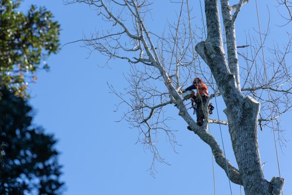 Tree Topping Service in Queen Creek