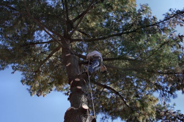 Trimming Service in Queen Creek