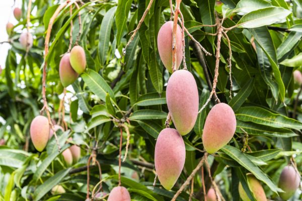 Mango Tree Trimming in Queen Creek