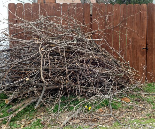 Dead Branch Removal in Queen Creek
