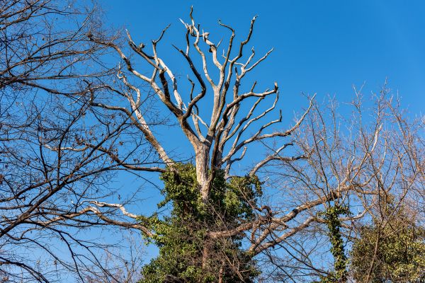 Deadwood Removal in Queen Creek