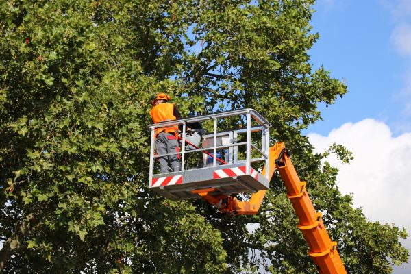 Commercial Tree Service in Queen Creek