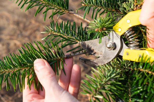 Pine Tree Pruning in Queen Creek