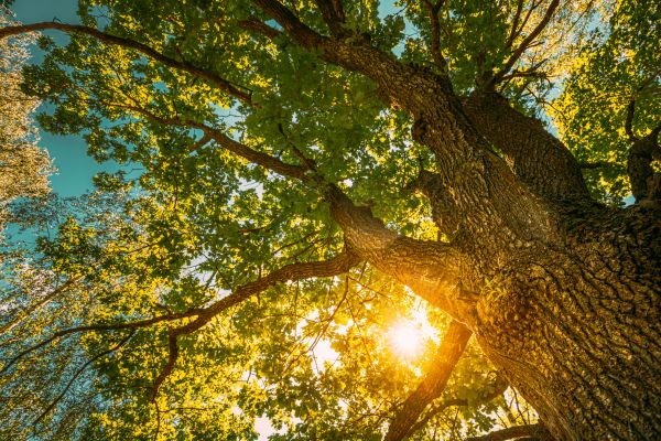 Oak Tree Pruning in Queen Creek