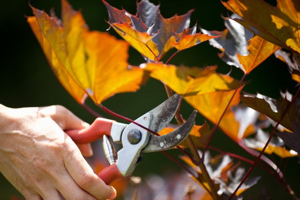 Maple Tree Pruning in Queen Creek