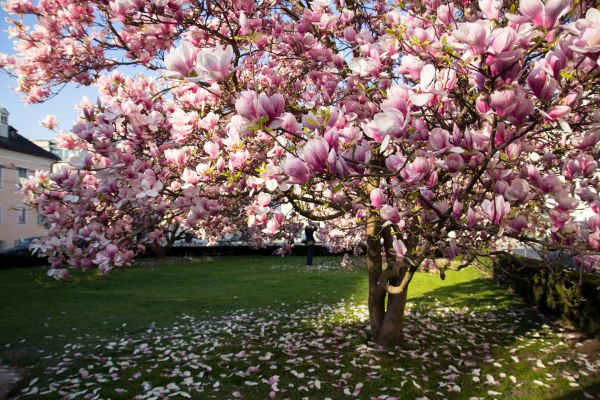 Magnolia Tree Pruning in Queen Creek