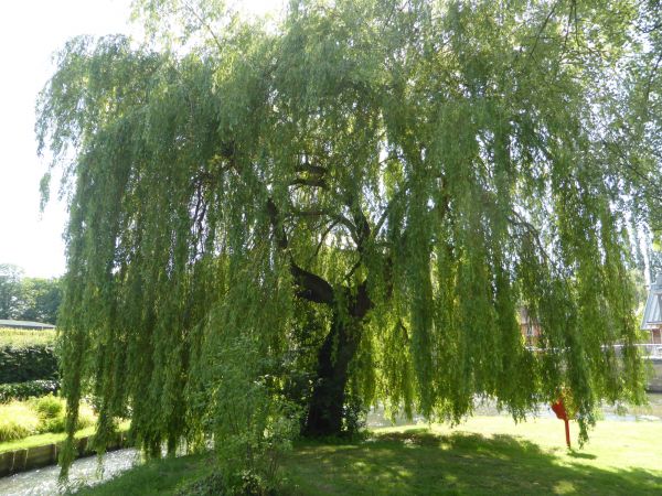 Willow Tree Trimming in Queen Creek