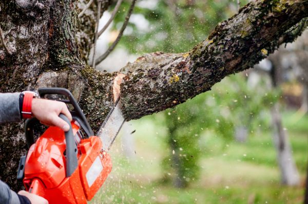 Tree Limbs Removal in Queen Creek