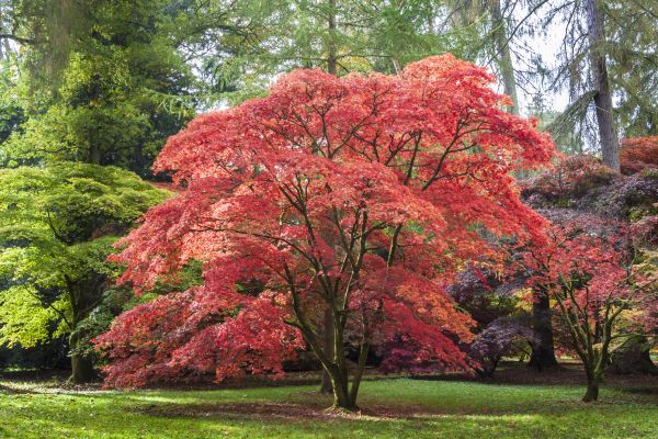 Japanese Maple Pruning in Queen Creek