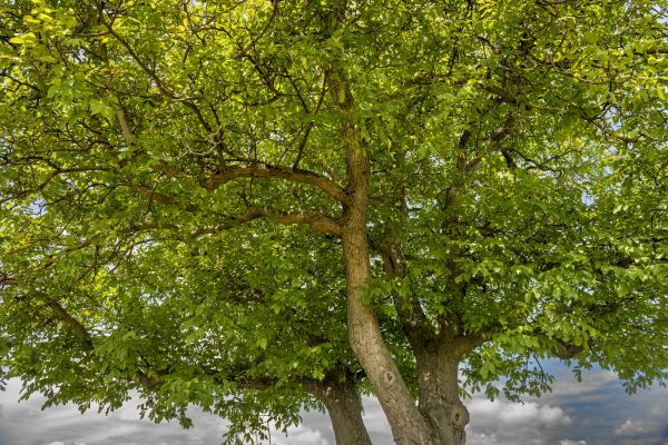 Walnut Tree Trimming in Queen Creek