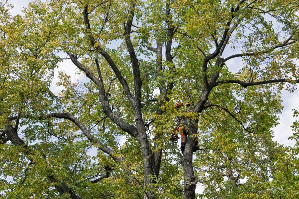 Tree Crown Shaping in Queen Creek