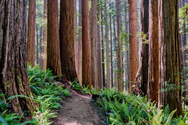 Redwood Tree Trimming in Queen Creek