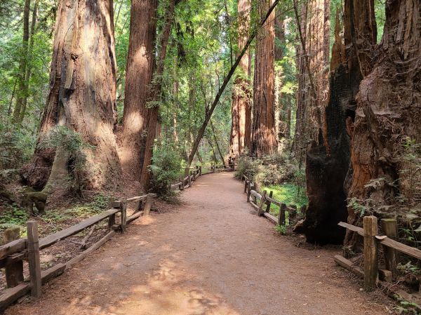 Redwood Tree Pruning in Queen Creek