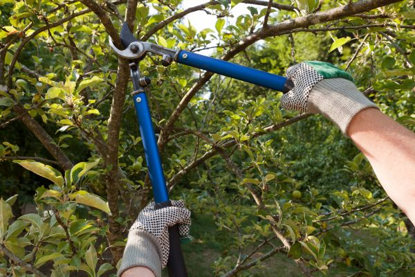 Residential Tree Pruning in Queen Creek