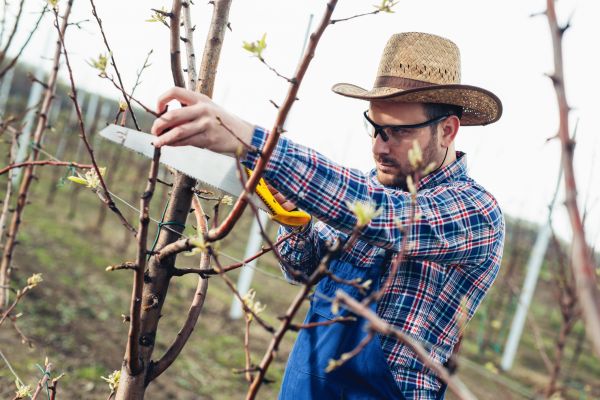 Orchard Tree Pruning in Queen Creek