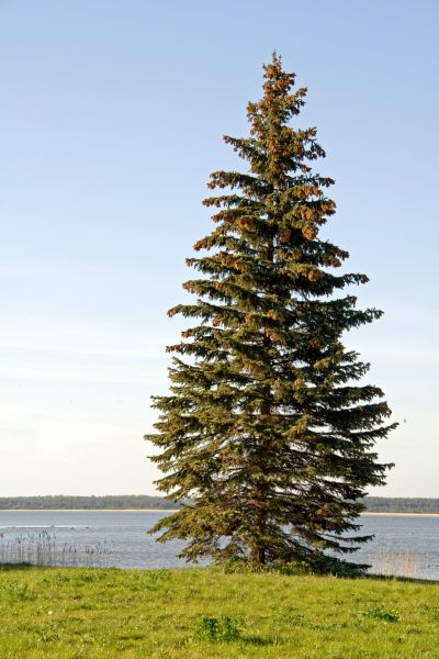 Spruce Tree Pruning in Queen Creek