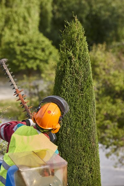 Cypress Tree Trimming in Queen Creek
