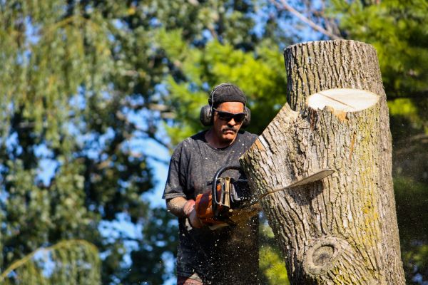 Ash Tree Pruning in Queen Creek