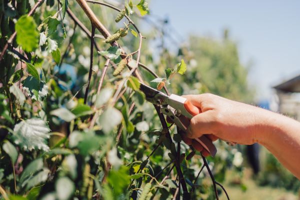 Birch Tree Pruning in Queen Creek