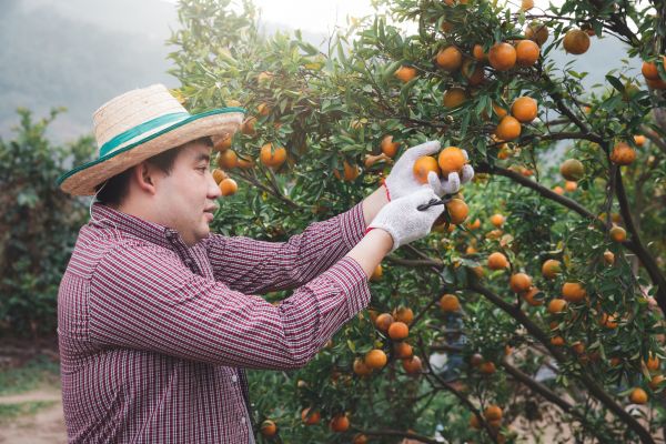 Orange Tree Pruning in Queen Creek
