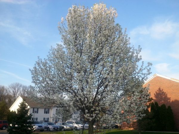 Bradford Pear Tree Pruning in Queen Creek