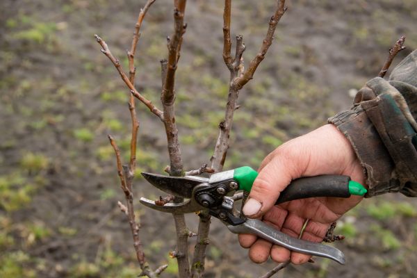 Pear Trees Pruning in Queen Creek