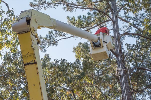 Limbs Trimming in Queen Creek
