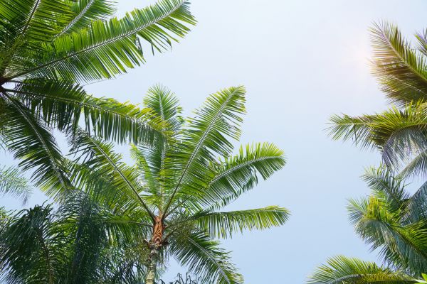 Queen Palm Tree Trimming in Queen Creek