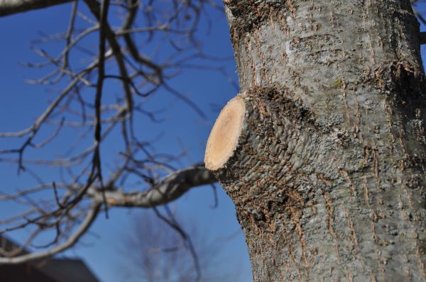 Limb Pruning in Queen Creek