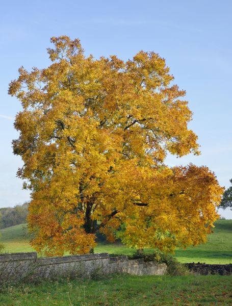 Hickory Tree Trimming in Queen Creek