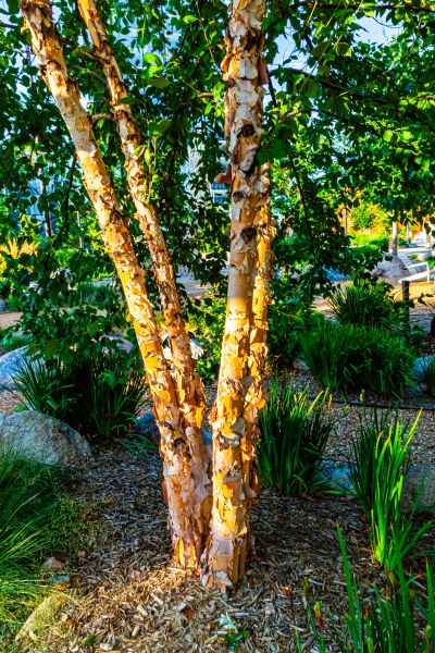 River Birch Trimming in Queen Creek