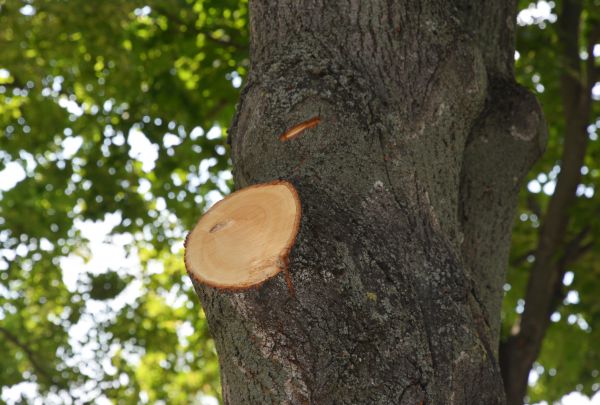 Limb Cutting in Queen Creek
