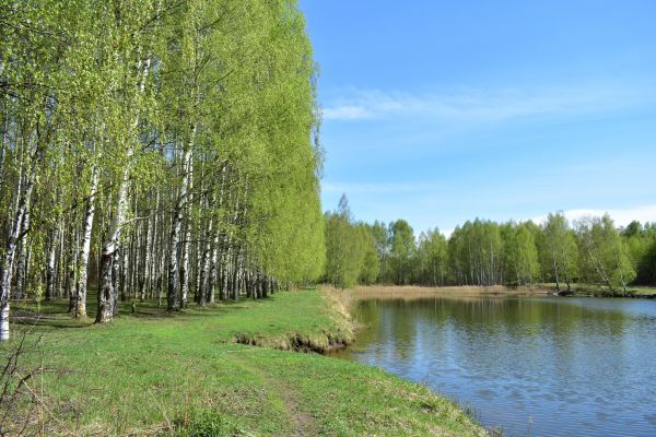 River Birch Pruning in Queen Creek
