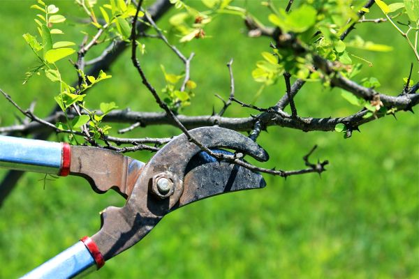 Branches Pruning in Queen Creek