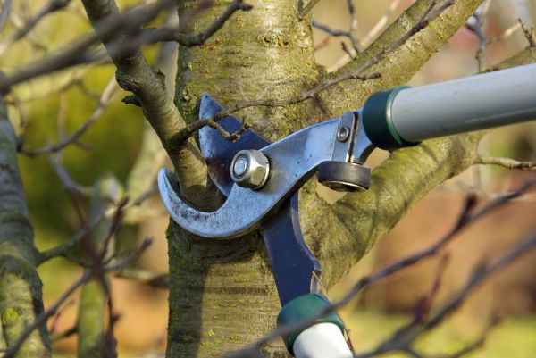 Tree Limb Trimming Service in Queen Creek