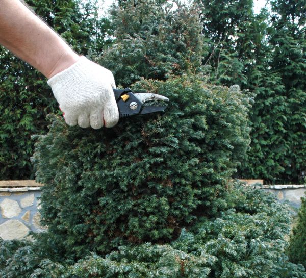 Ornamental Tree Trimming in Queen Creek