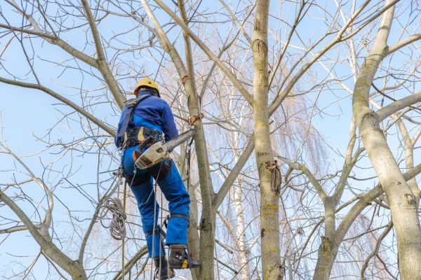Large Tree Trimming in Queen Creek
