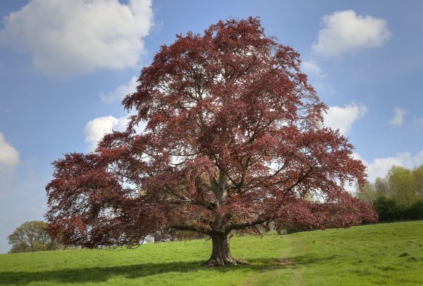 Beech Tree Pruning in Queen Creek