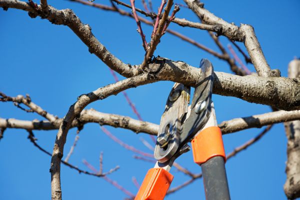 Tree Pruning in Queen Creek