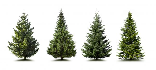 Cost of Pine Tree Trimming in Queen Creek