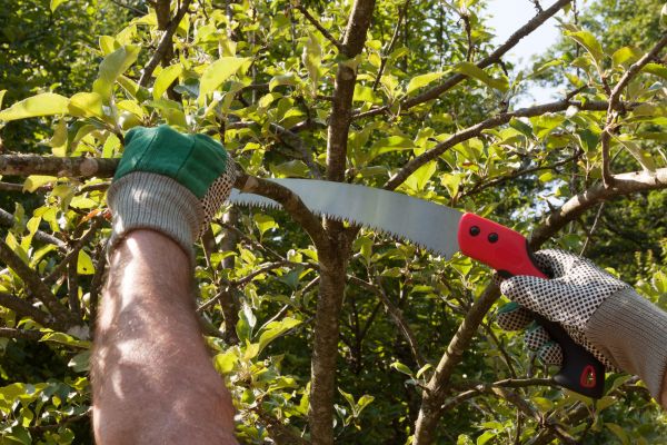 Apple Tree Trimming in Queen Creek