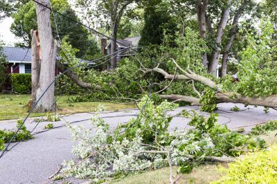 Storm Damage Tree Clearing