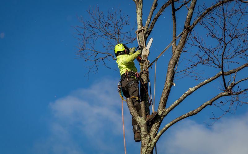 Residential Tree Removal Crew