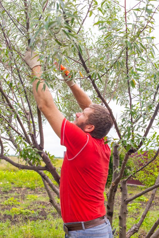 Pine Tree Pruning