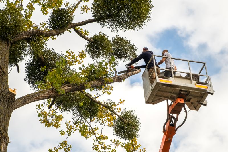 Tree Shaping Service